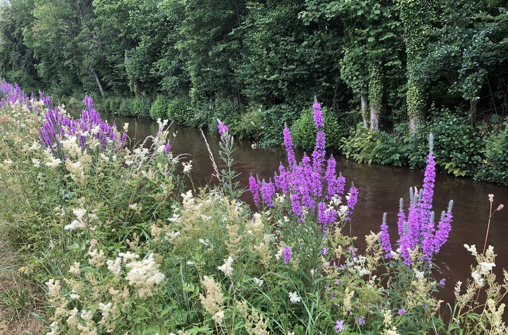 Wild Flowers Along The Canal by susiemc