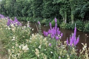 22nd Jul 2022 - Wild Flowers Along The Canal