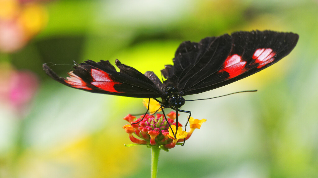 Vibrant postman longwing by rminer