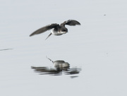 22nd Jul 2022 - tree swallow with reflection