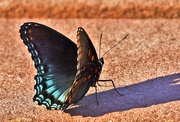 22nd Jul 2022 - Eastern Tiger Swallowtail and Shadow