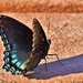 Eastern Tiger Swallowtail and Shadow by kareenking