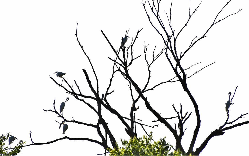 Six Egrets in a Tree by kareenking