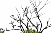 20th Jul 2022 - Six Egrets in a Tree