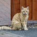 New Cat on the Block by carole_sandford