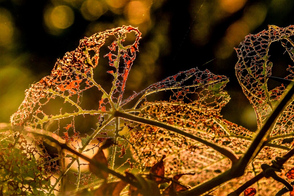 Lace and Bokeh by kareenking