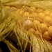 Sweet Corn  by samae
