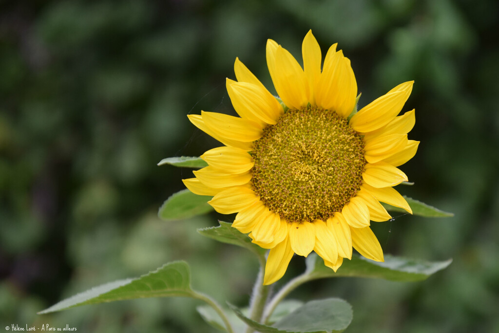 sunflower by parisouailleurs