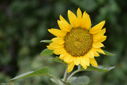 21st Jul 2022 - sunflower