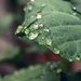 Raindrops by daryavr
