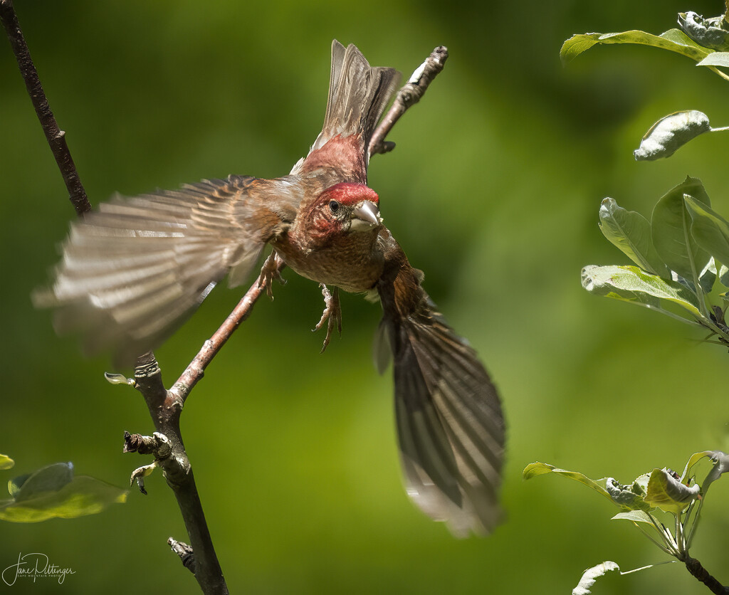 Male House Finch Taking Flight by jgpittenger