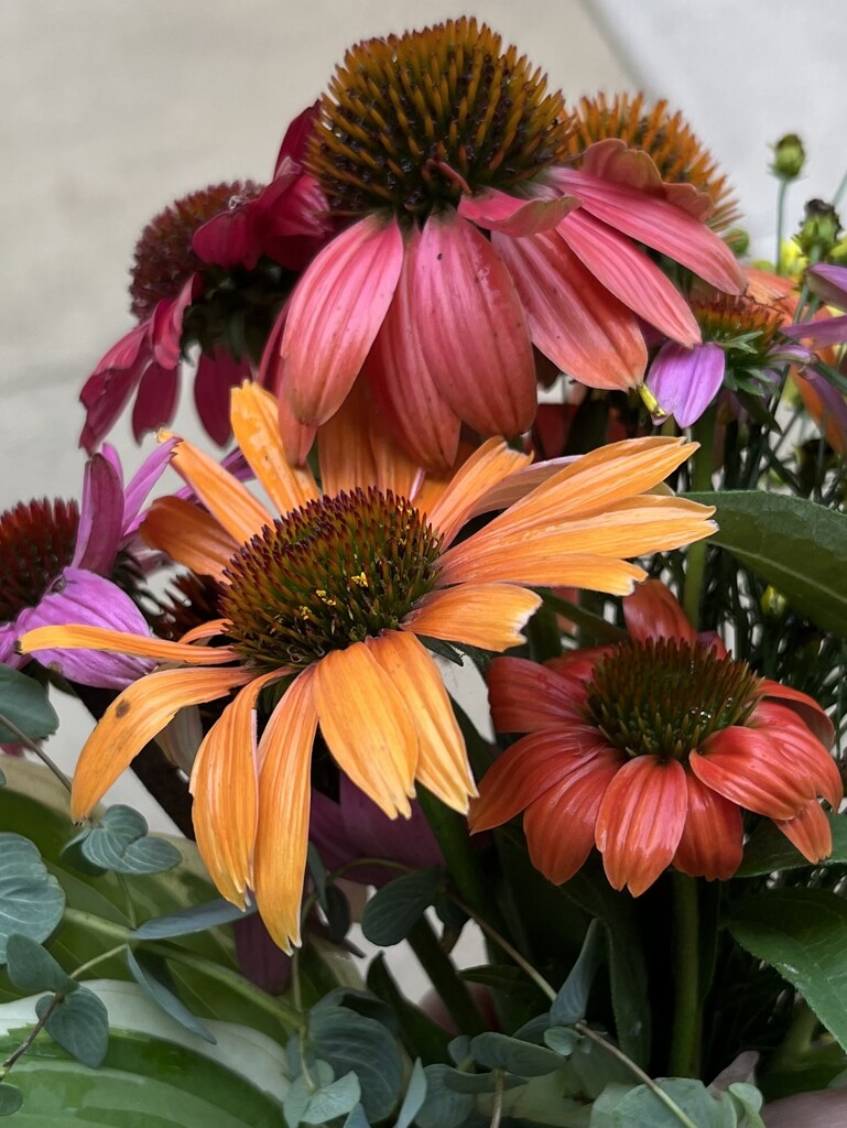 Cone flowers  by pennyrae