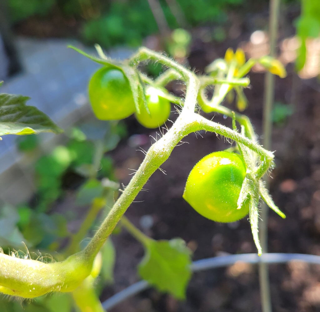Tiny Tomatoes by kimmer50