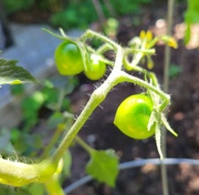 22nd Jul 2022 - Tiny Tomatoes