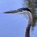 Great Blue Heron by mamabec