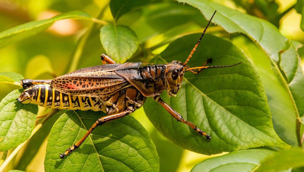 Eastern Lubber Grasshopper in the Bushes! by rickster549