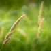 Wild Grass by cdcook48