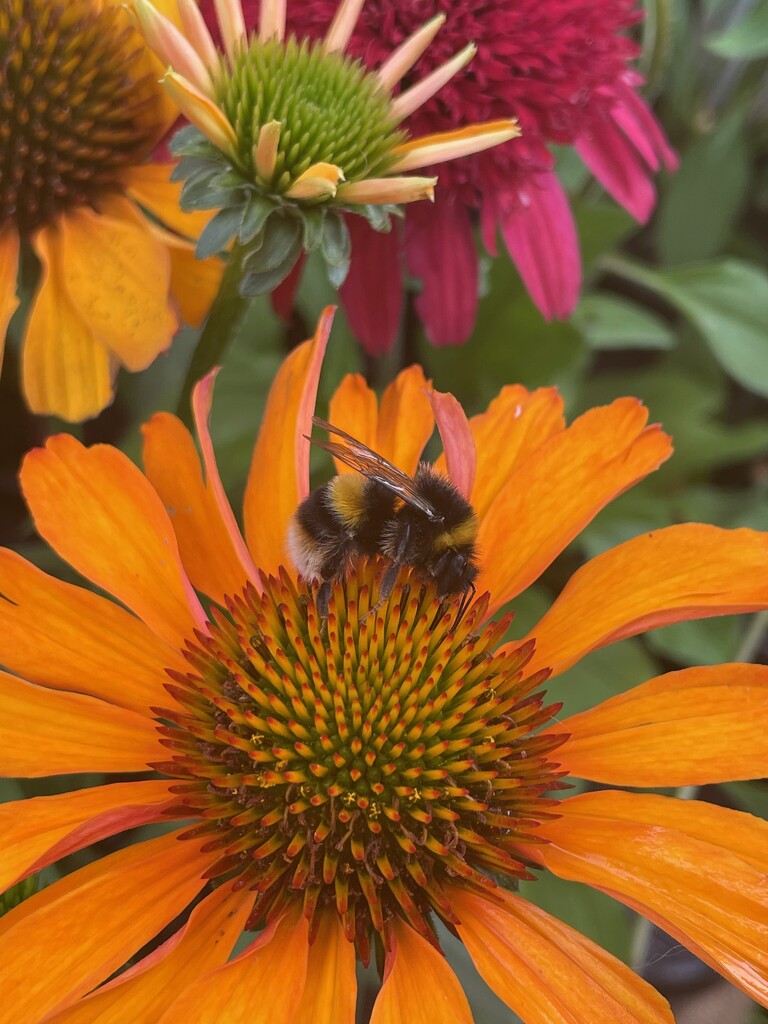 Another Bee on Another Echinacea by 365projectmaxine