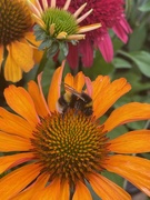 22nd Jul 2022 - Another Bee on Another Echinacea