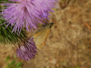 18th Jul 2022 - butterfly on thistle