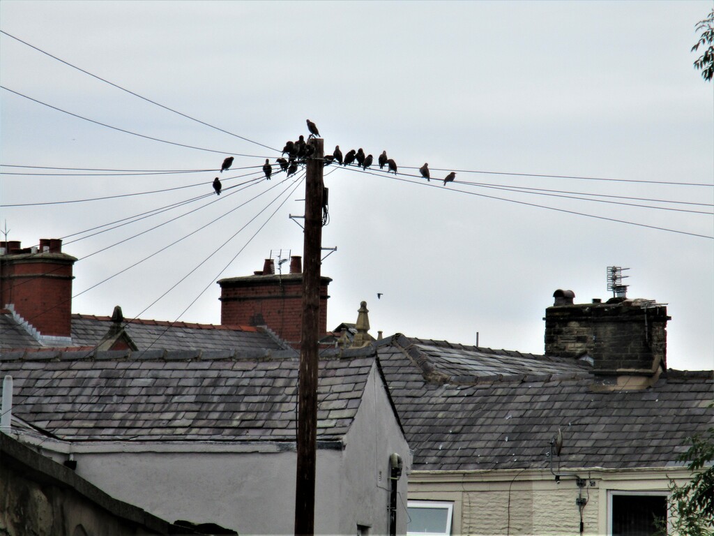 A get together of Starlings. by grace55