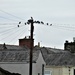 A get together of Starlings. by grace55