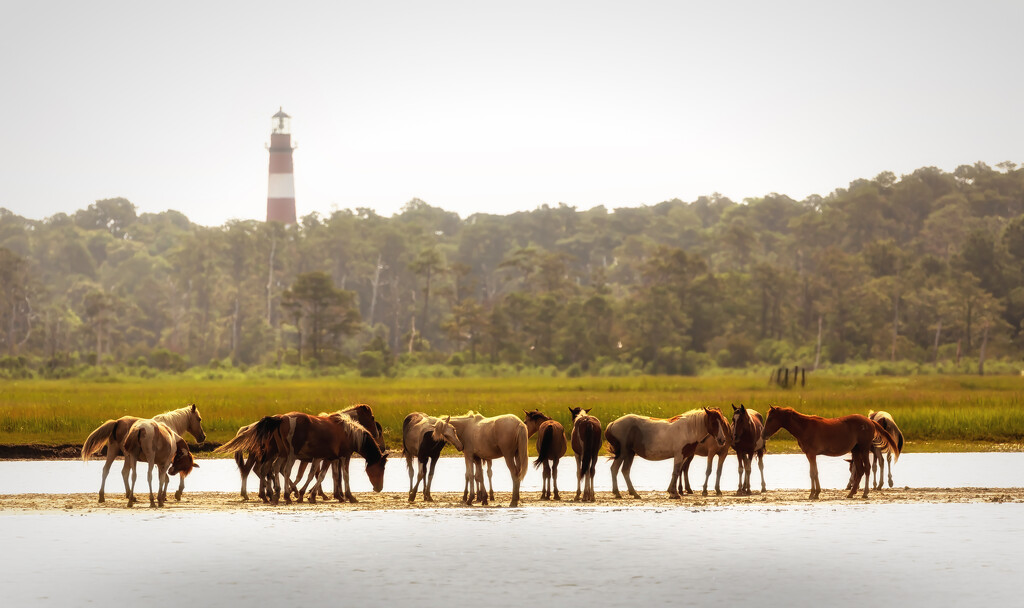 Ponies on the sandbar by shesnapped