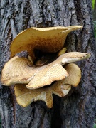 23rd Jul 2022 - Another one of those tree fungi