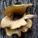 Another one of those tree fungi by bruni