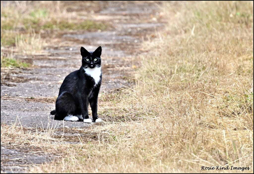 Wood Lane Black Cat by rosiekind