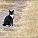 Wood Lane Black Cat by rosiekind