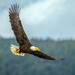 Seattle Eagles by nicoleweg