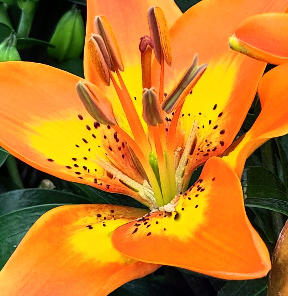 Orange lily  by beryl