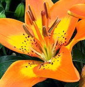 23rd Jul 2022 - Orange lily 