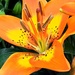 Orange lily  by beryl