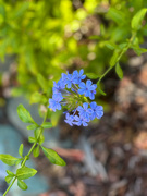 23rd Jul 2022 - Even the Plumbago is suffering