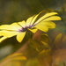 Osteospermum flowers.......... by ziggy77