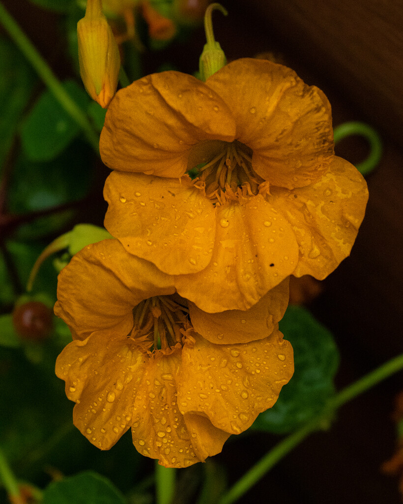 Nasturtium in the rain. by billdavidson