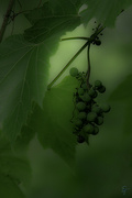 22nd Jul 2022 - Wild Grapes