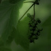 Wild Grapes by skipt07
