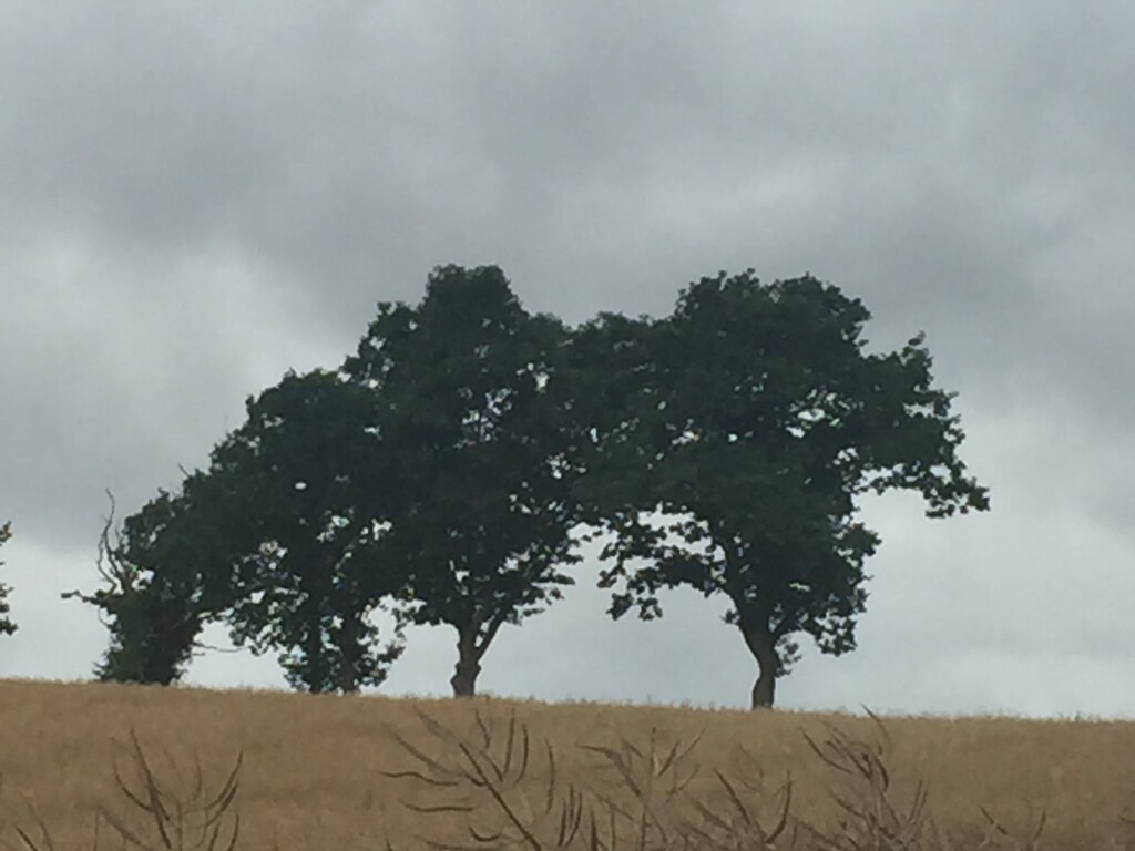 Grey skies with spindly oaks by snowy