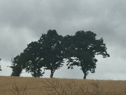 23rd Jul 2022 - Grey skies with spindly oaks