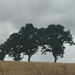 Grey skies with spindly oaks by snowy