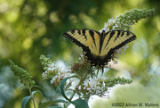 23rd Jul 2022 - Male Eastern Tiger Swallowtail