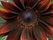 23rd Jul 2022 - Sunflower