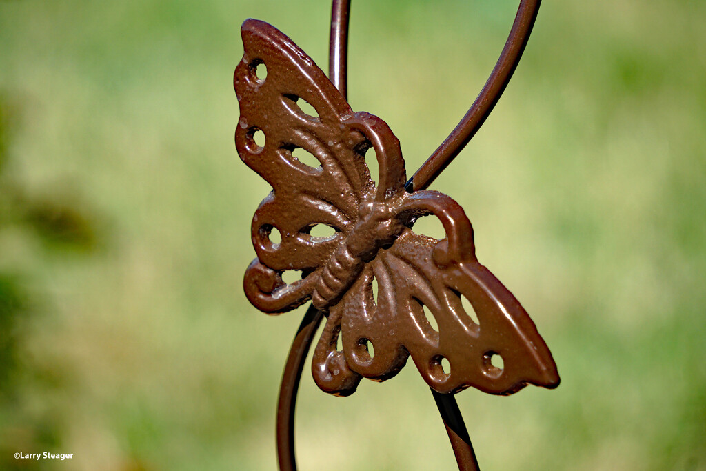 Iron butterfly by larrysphotos