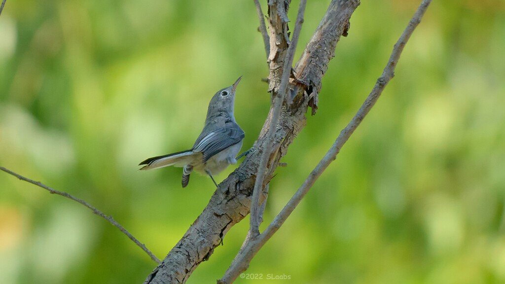 203-365 gnatcatcher  by slaabs
