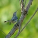 203-365 gnatcatcher  by slaabs