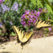 Butterfly Dance by kvphoto