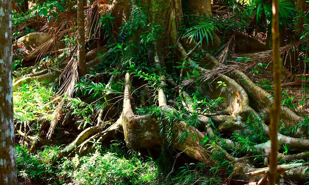 A Tangle Of Roots, Plants & Debris ~     by happysnaps